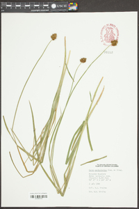 Carex pachystachya image