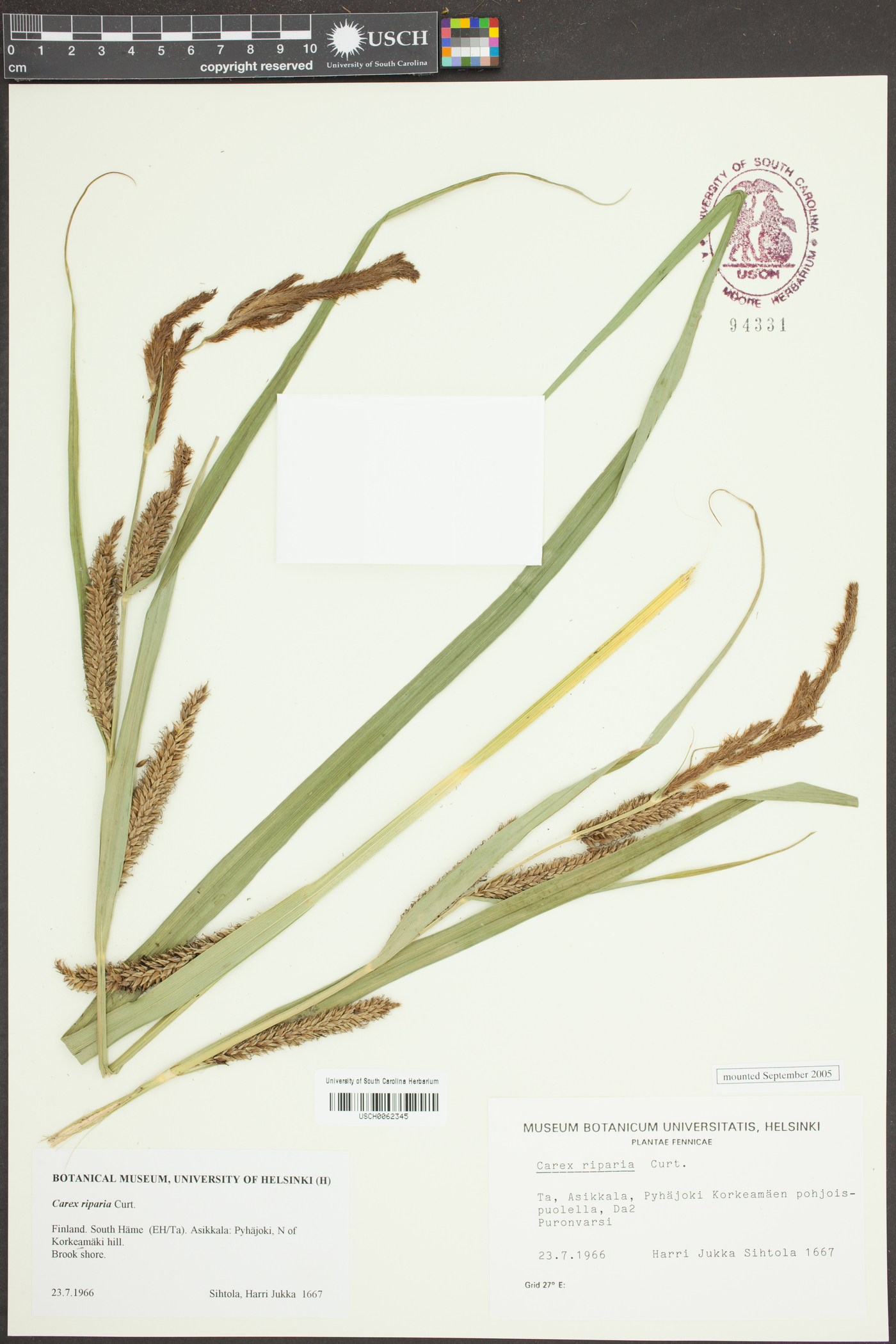 Carex riparia image