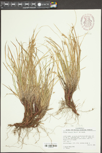 Carex rossii image