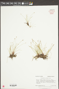 Eleocharis olivacea image