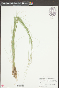 Eleocharis tortilis image