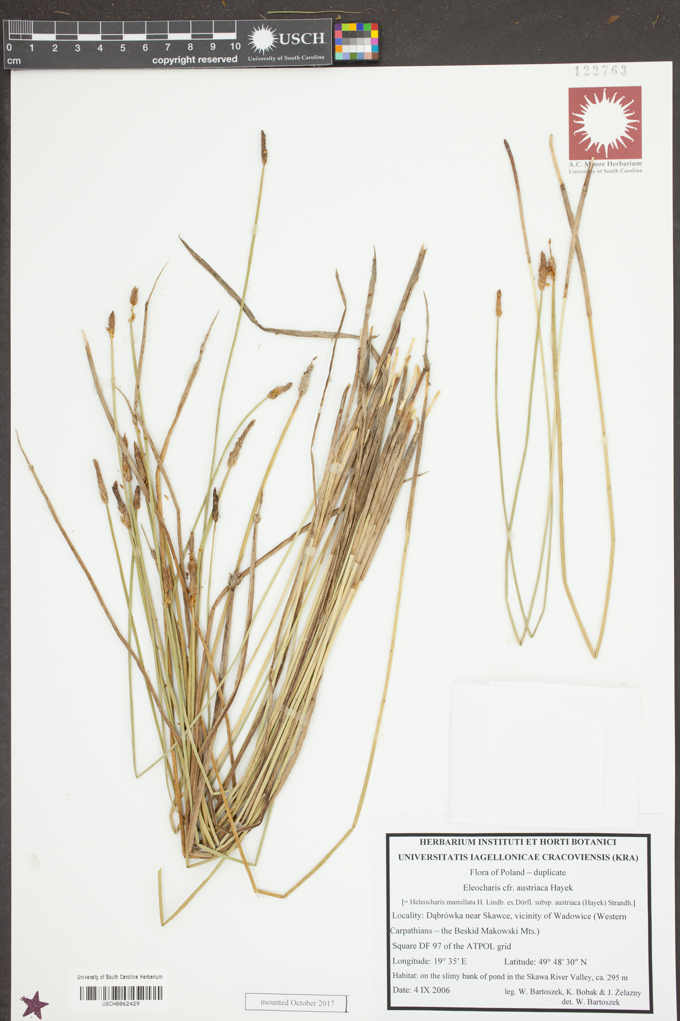 Eleocharis austriaca image