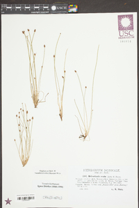 Eleocharis ovata image