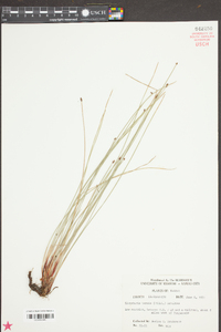 Eleocharis tenuis image