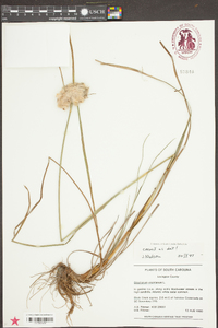 Eriophorum virginicum image