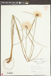 Eriophorum virginicum image