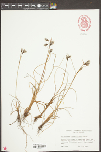 Eriophorum angustifolium image