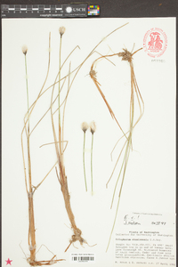 Eriophorum chamissonis image