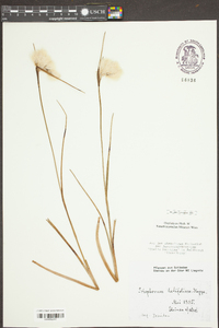 Eriophorum latifolium image