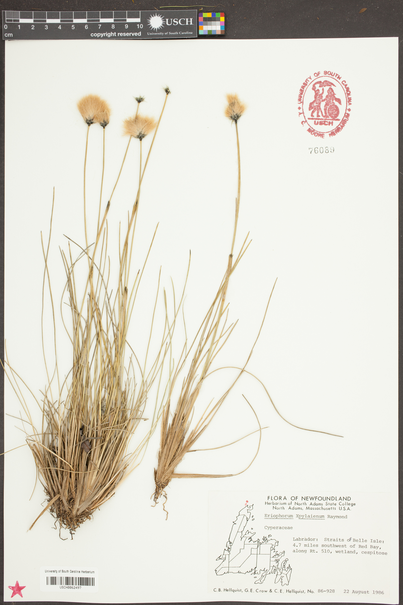 Eriophorum pylaieanum image