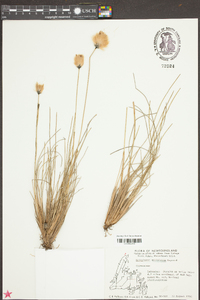 Eriophorum pylaieanum image