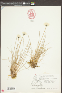 Eriophorum vaginatum image