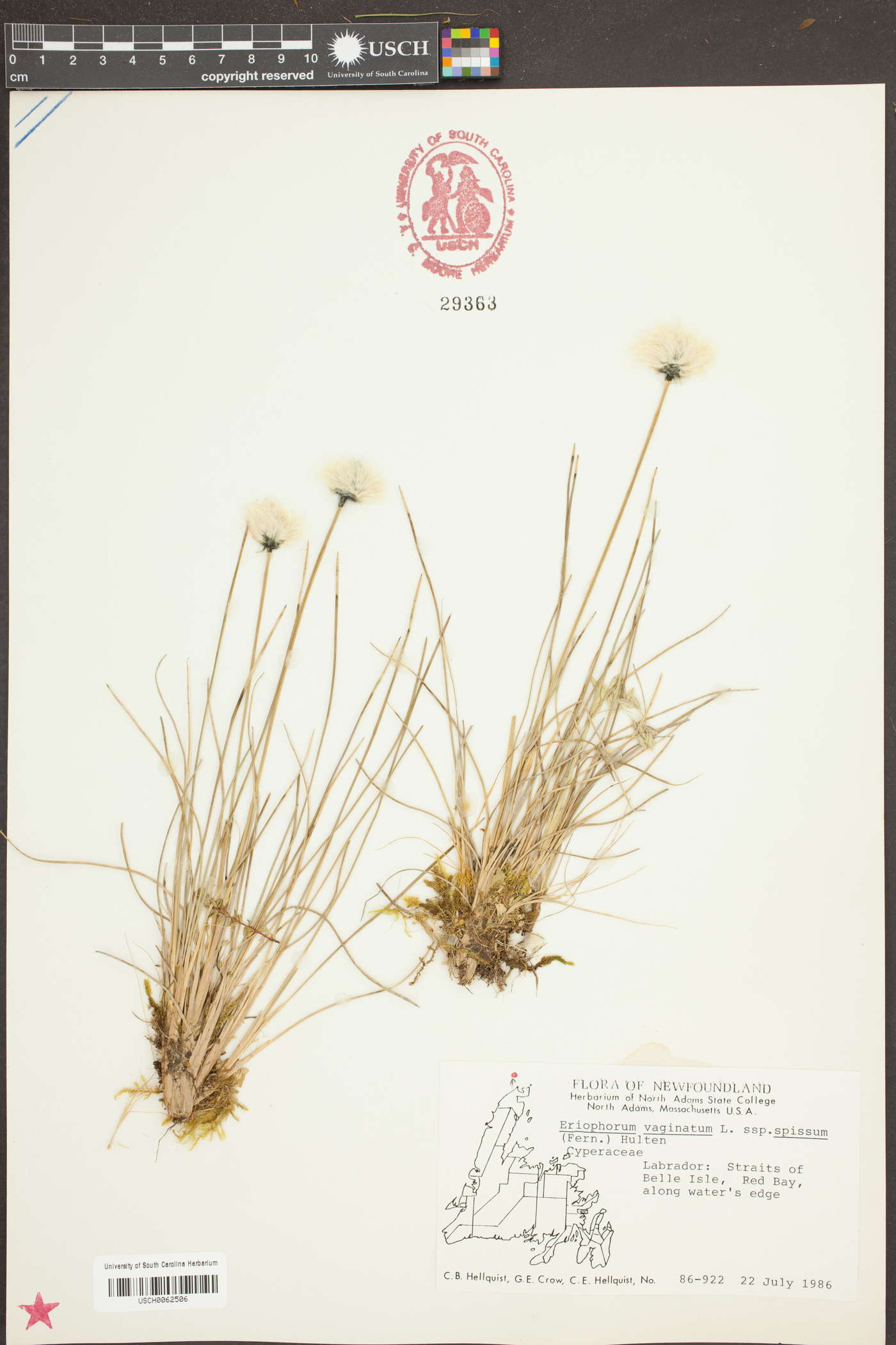 Eriophorum vaginatum var. spissum image