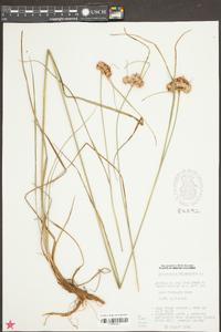 Eriophorum virginicum image