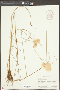 Eriophorum virginicum image