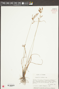 Fimbristylis tomentosa image