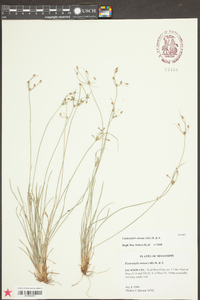 Fimbristylis annua image