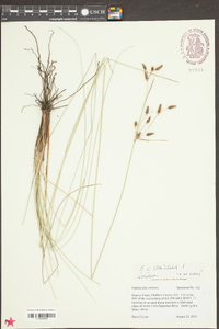 Fimbristylis castanea image