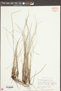 Fimbristylis castanea image