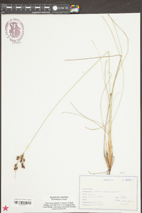 Fimbristylis castanea image