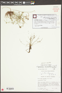 Cyperus subsquarrosus image