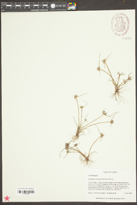 Cyperus neotropicalis image