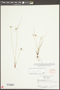 Cyperus neotropicalis image