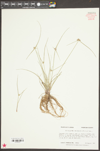 Cyperus neotropicalis image