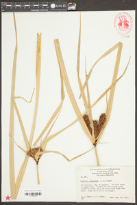 Cyperus ustulatus image