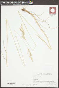 Danthonia sericea image