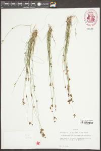 Rhynchospora pusilla image