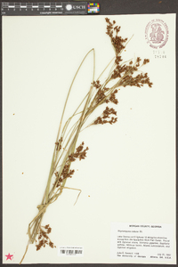 Rhynchospora caduca image