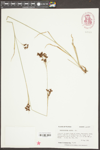 Rhynchospora caduca image
