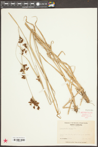 Rhynchospora caduca image