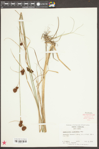 Rhynchospora cephalantha image