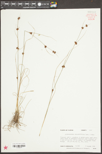 Rhynchospora chalarocephala image