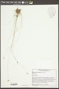 Rhynchospora chapmanii image