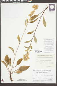 Solidago alpestris image