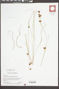 Rhynchospora fascicularis image