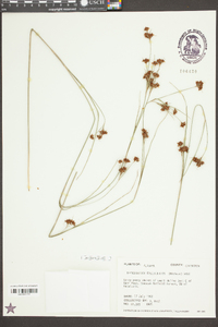 Rhynchospora fascicularis image