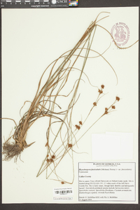 Rhynchospora fascicularis image