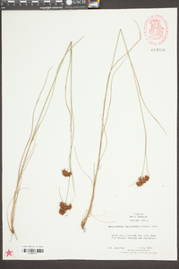 Rhynchospora fascicularis image