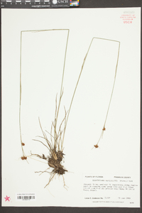 Rhynchospora fascicularis image