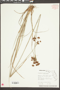 Rhynchospora fascicularis image