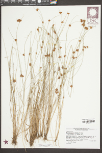 Rhynchospora filifolia image