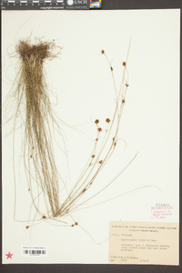 Rhynchospora filifolia image