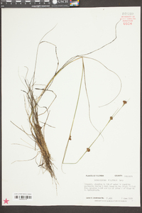 Rhynchospora filifolia image