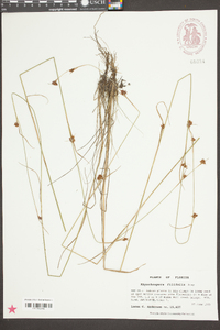 Rhynchospora filifolia image