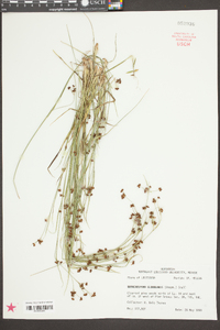 Rhynchospora globularis image