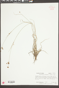 Rhynchospora globularis image